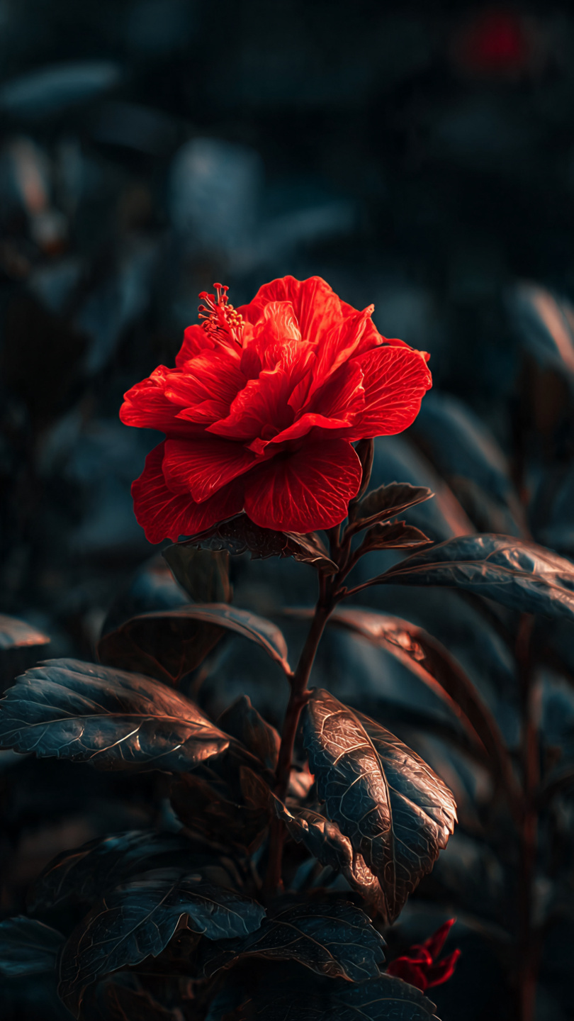 android mobile full screen flower wallpaper hd 2