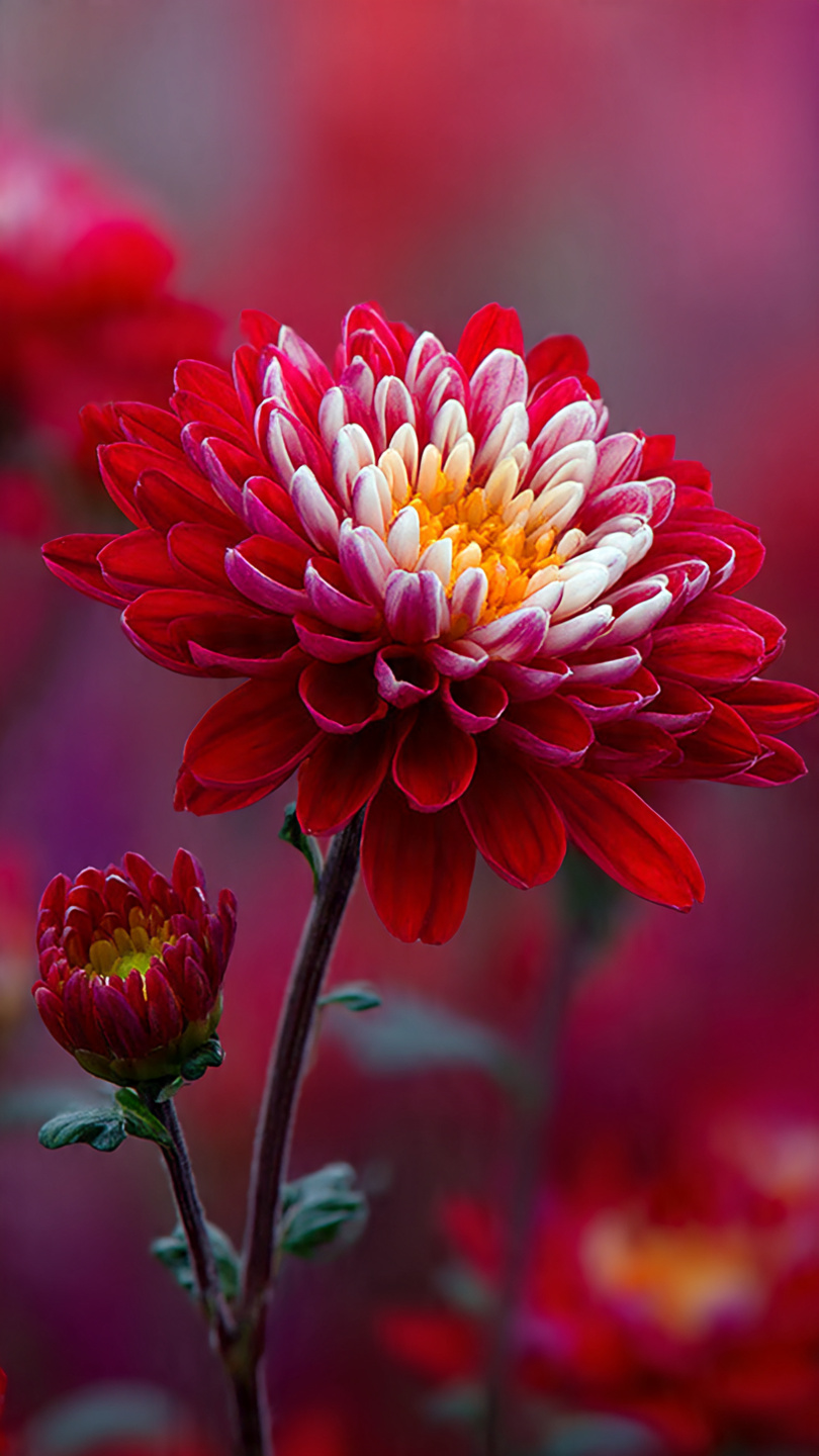 android mobile full screen flower wallpaper hd 3