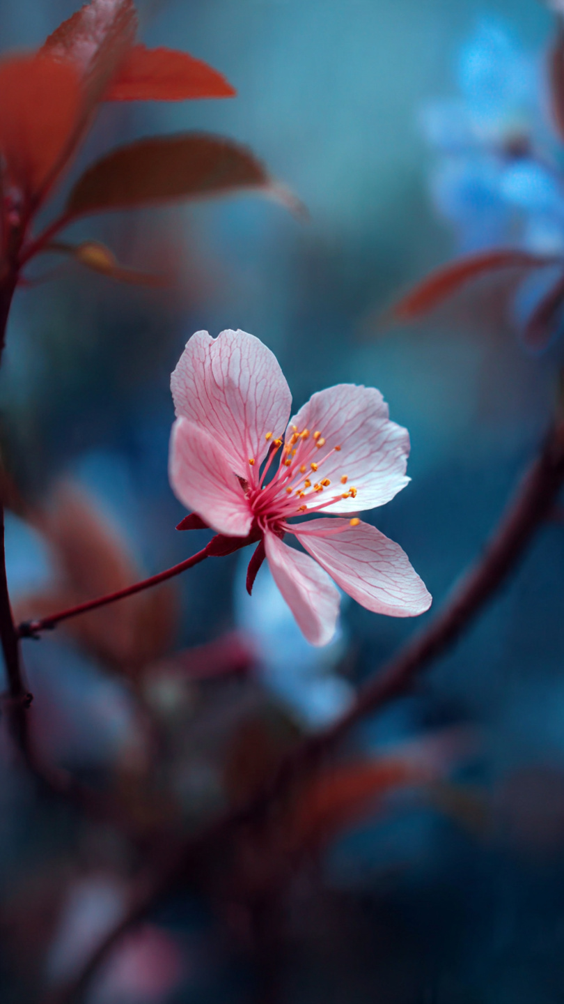 android mobile full screen flower wallpaper hd 9