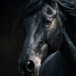 horse 8k wallpaper 15