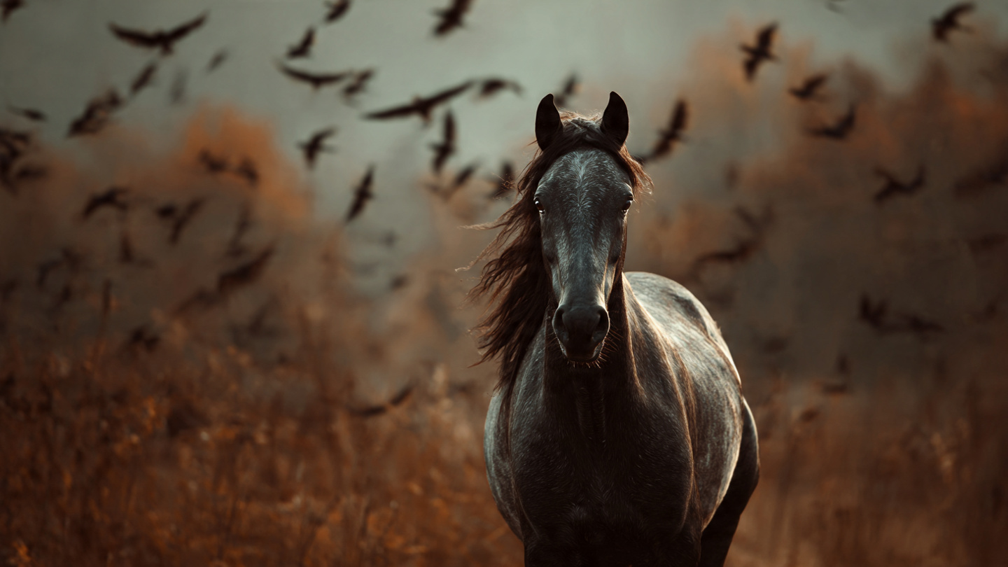 horse 8k wallpaper 19